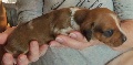 Miniature Dachshund Puppy - Houston, Texas